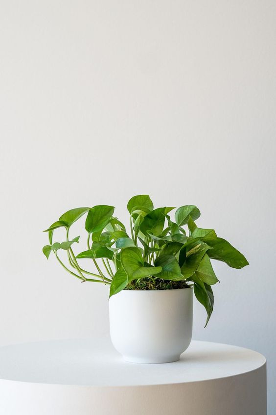   Money Plant Indoor Outdoor Air Purifying Plant 