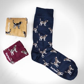 Pointer Dog Socks Gift Set
